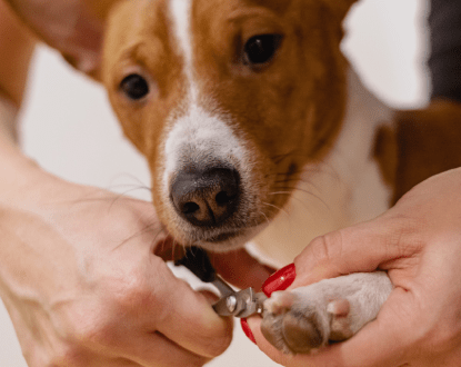 DOG NAIL CLIPPING
