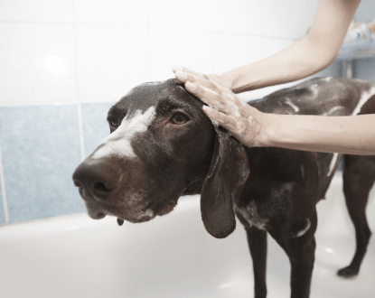 DOG TICK TREATMENT