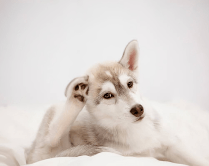 DOG FLEA TREATMENT